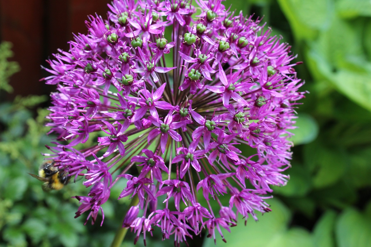 Image - allium flower ornamental onion