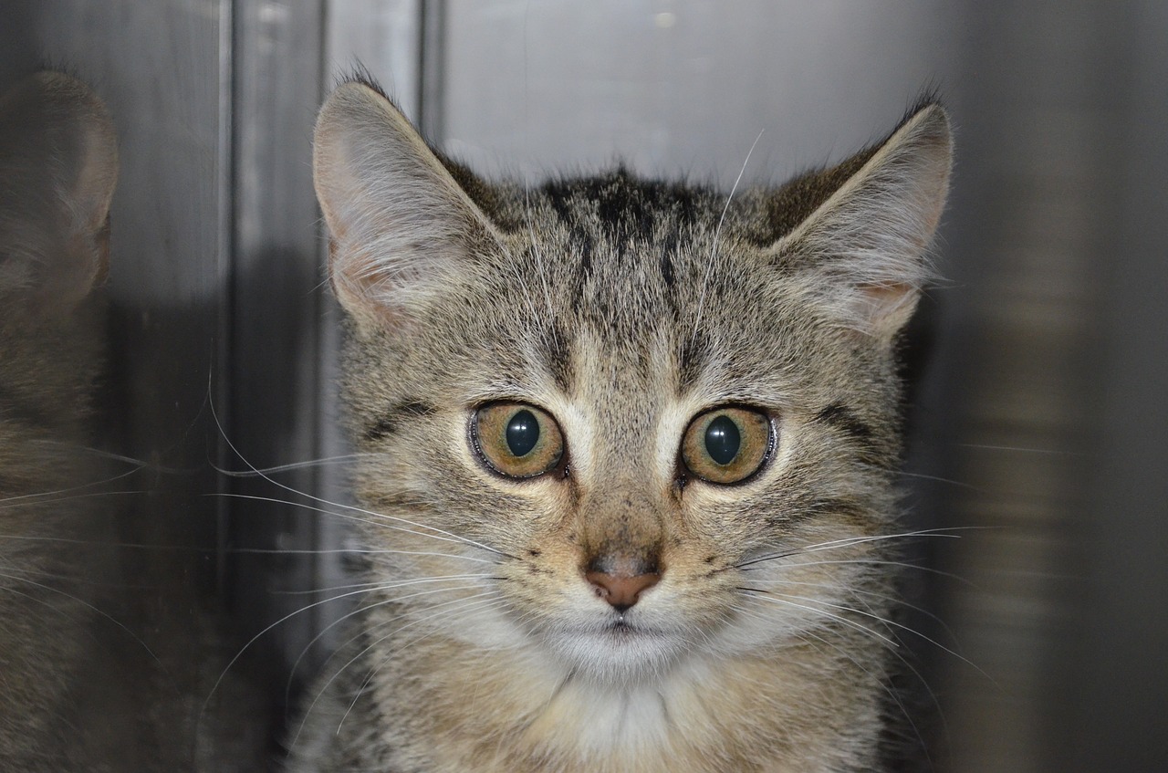 Image - animal welfare erika tiger cat