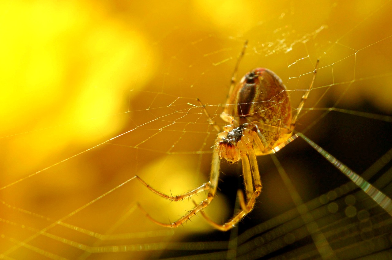 Image - spider cobweb melon spider insect