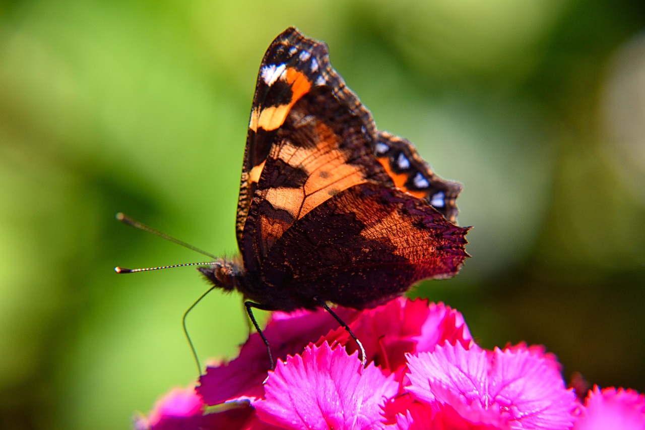 Image - butterfly close flower little fox