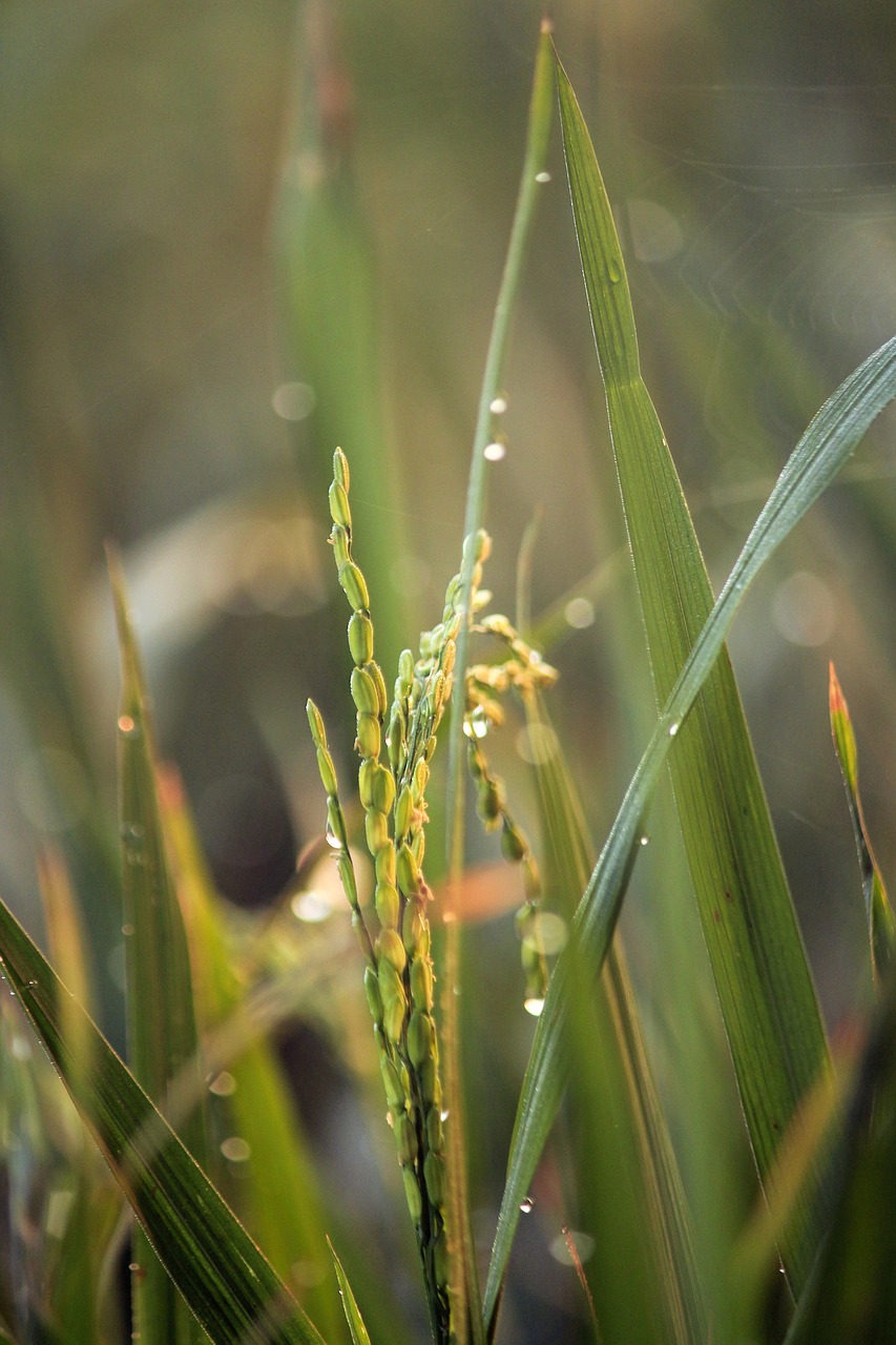 Image - rice plant paddy rice plant food