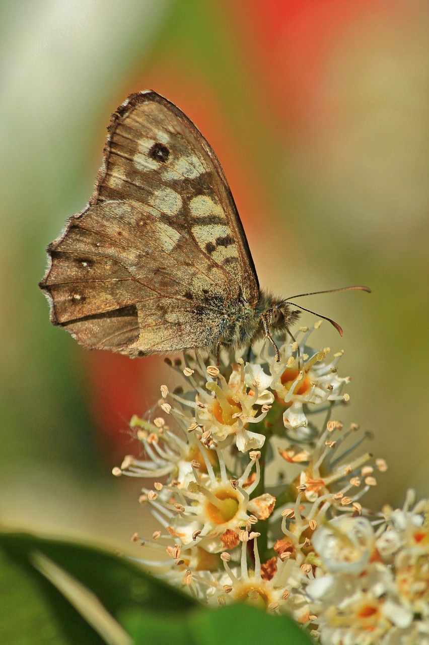 Image - butterfly butterflies insect