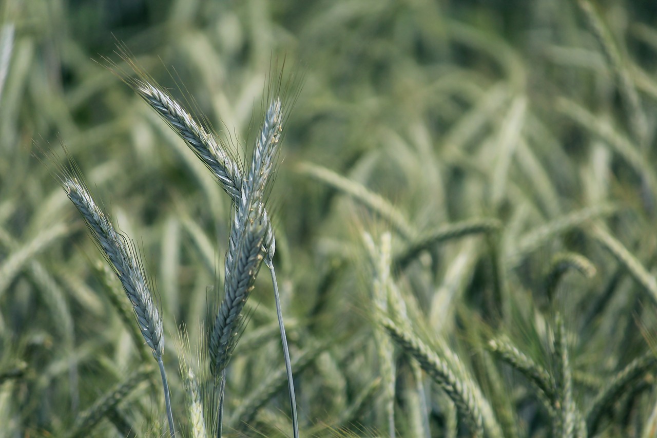 Image - rye rye field cereals grain food