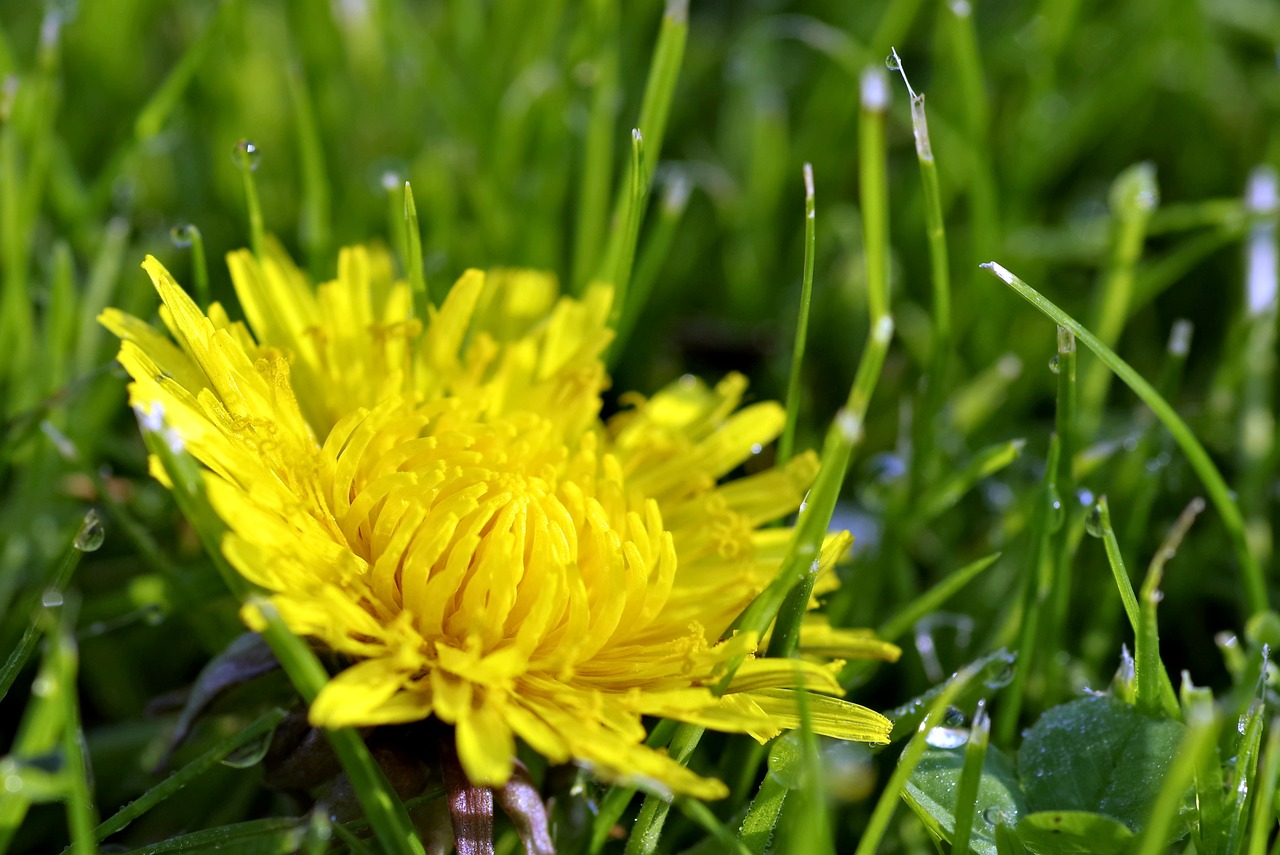 Image - flower rosa yellow drops macro