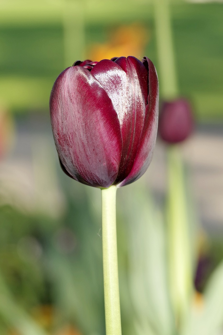 Image - tulip black maroon vertically