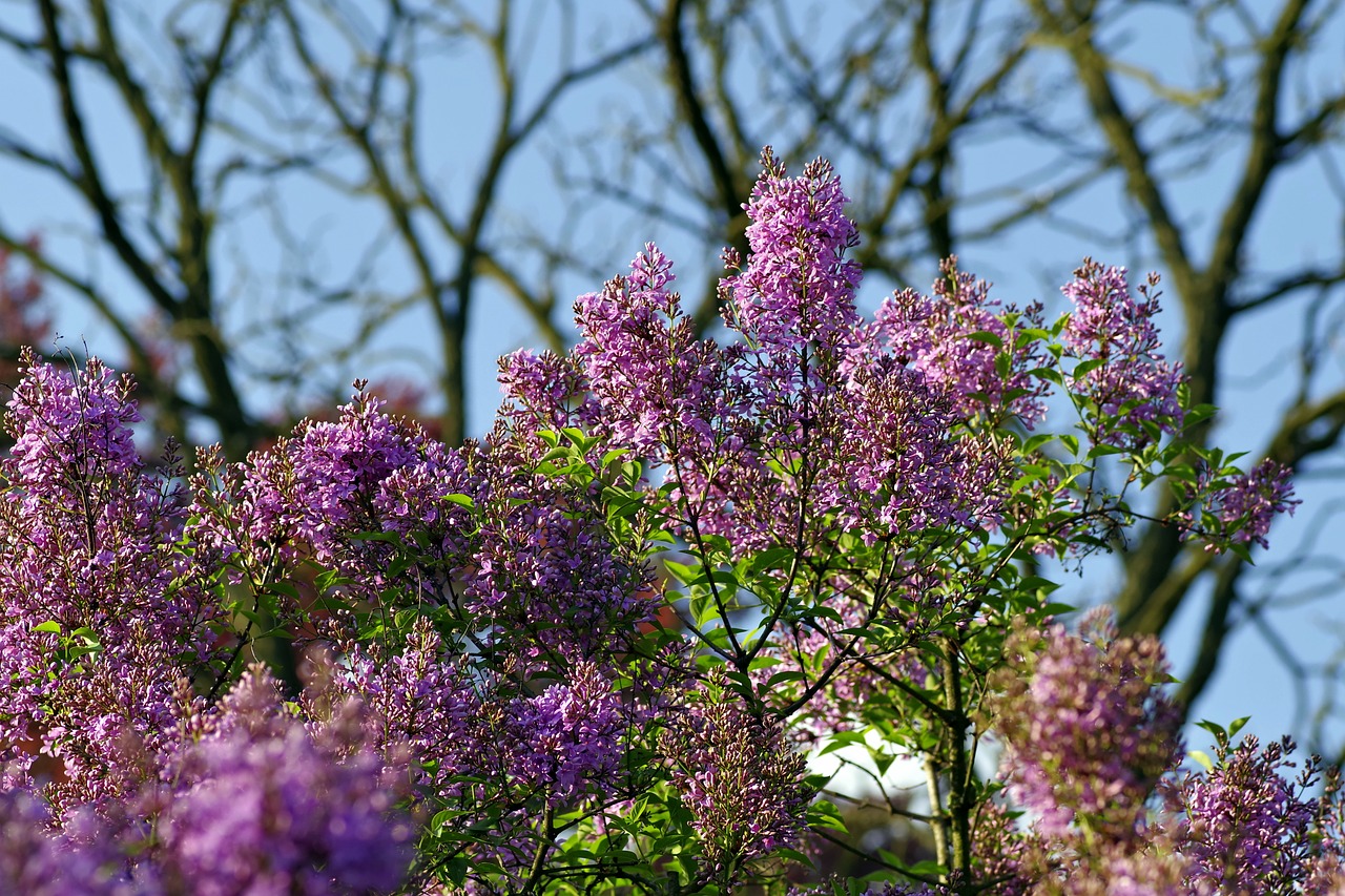 Image - without bush lilac garden
