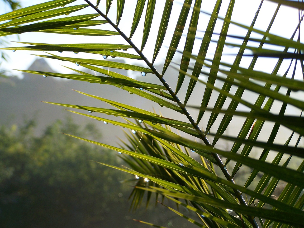 Image - palm leaves raindrops fog nature