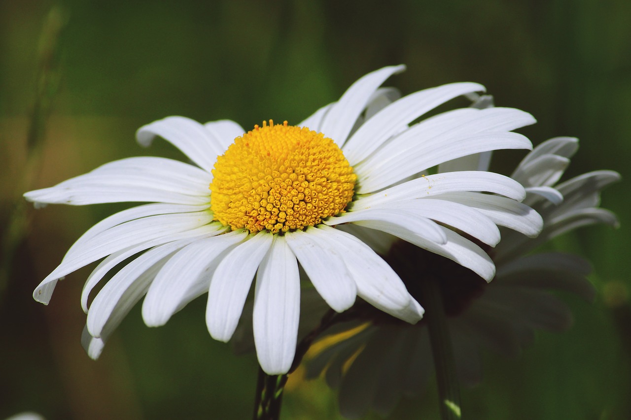 Image - flower marguerite white plant