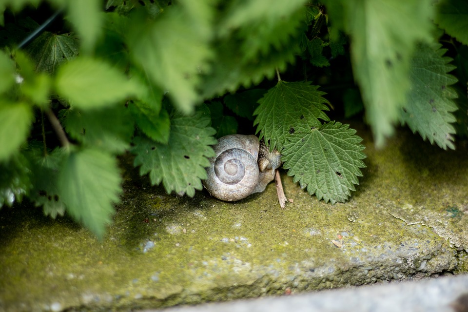 Image - snail nature