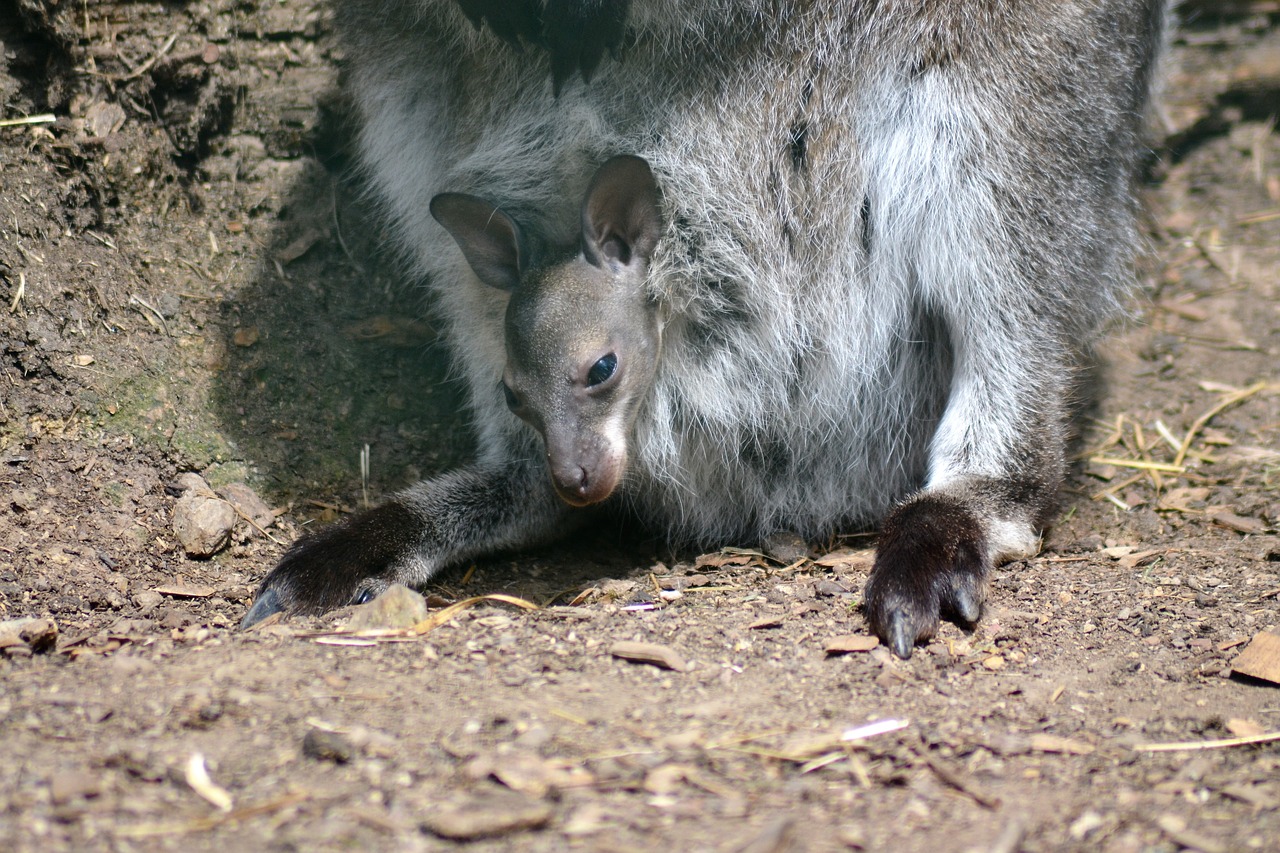 Image - kangaroo young zoo