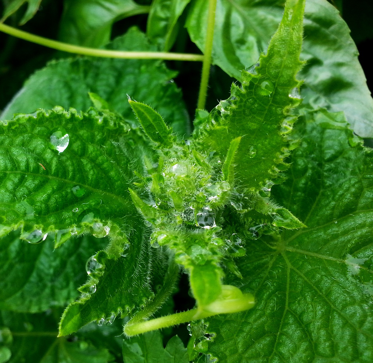 Image - rain vegetables food raindrop