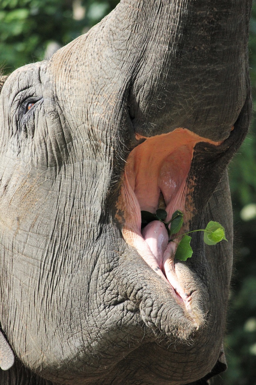 Image - elephant eat zoo leaves foot