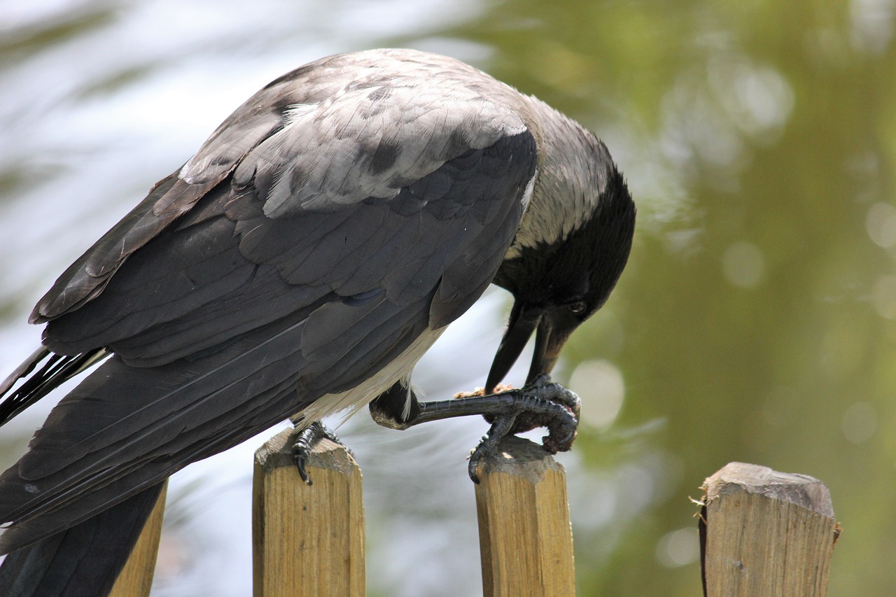 Image - crow fence raven bird