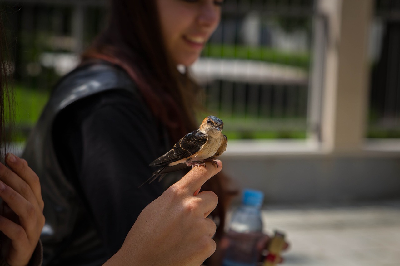 Image - urban bird women woman city