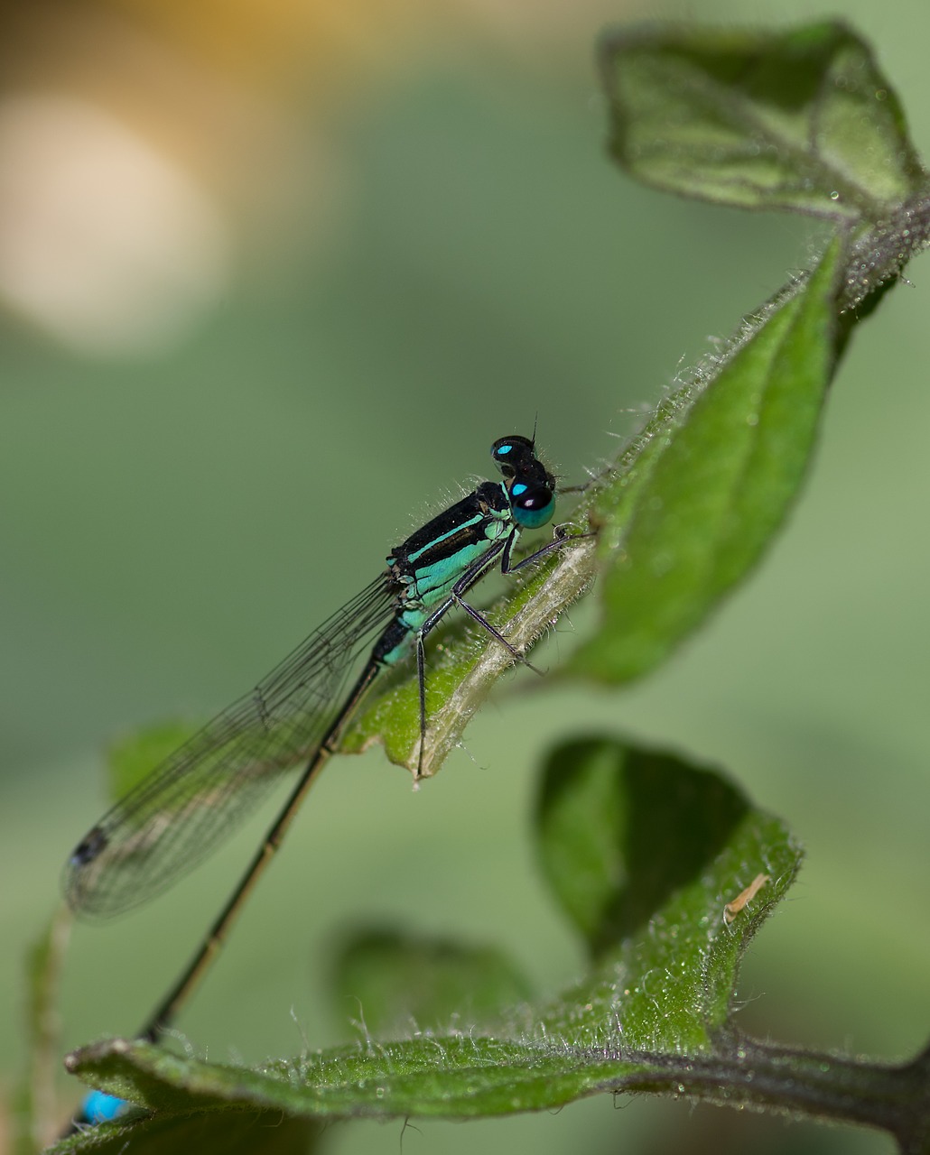 Image - demoiselle agrion elegant