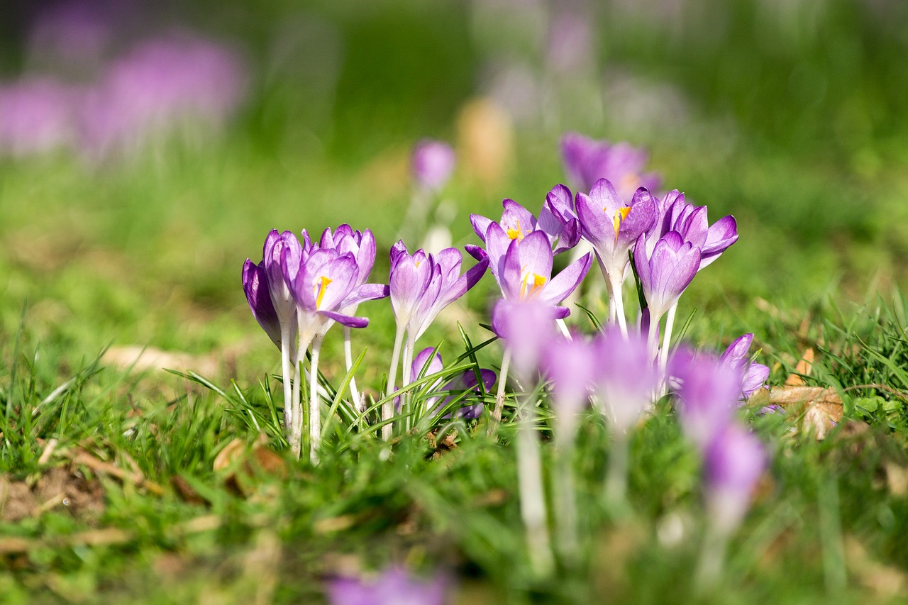 Image - crocus isolated bokeh meadow