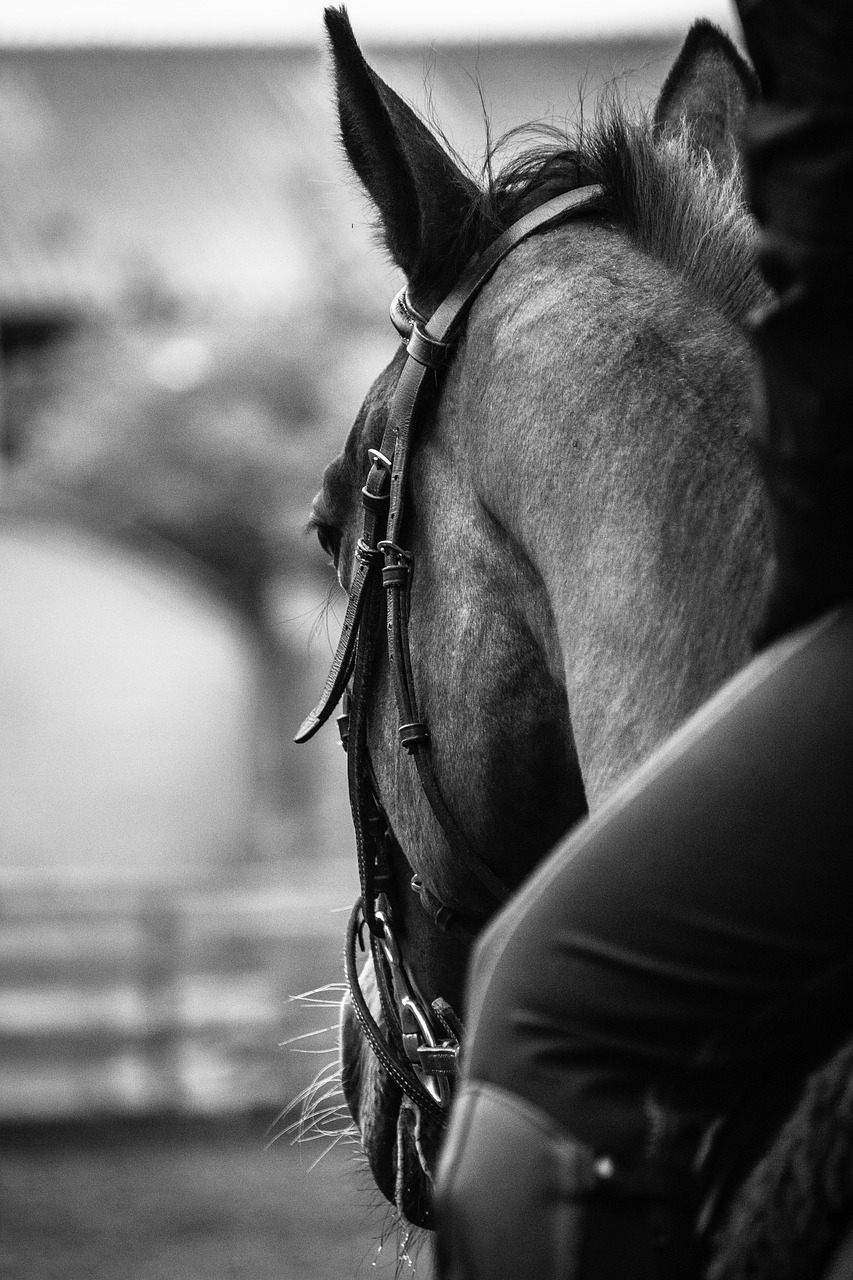 Image - horse head black and white riding