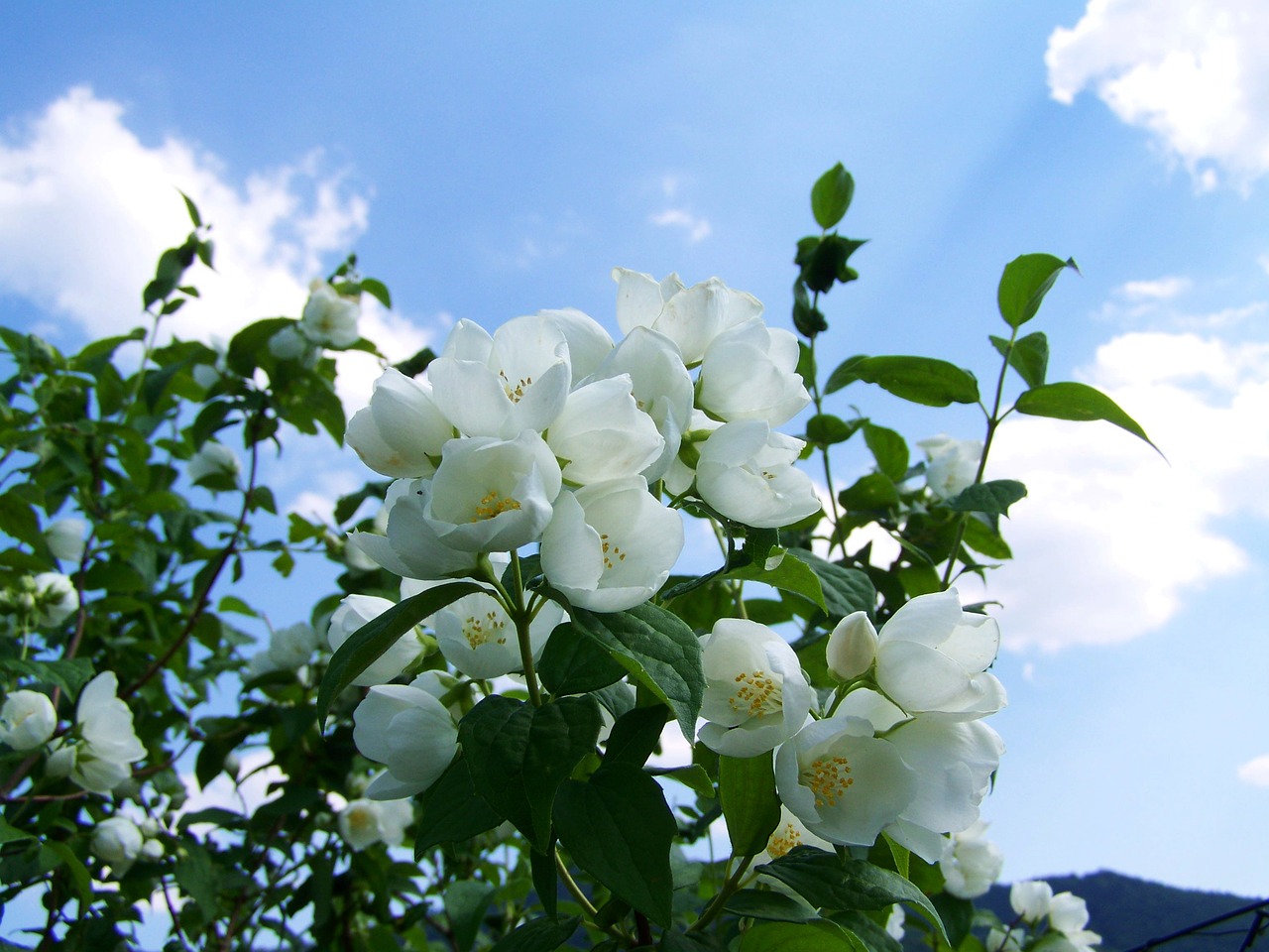 Image - jasmine white flower garden