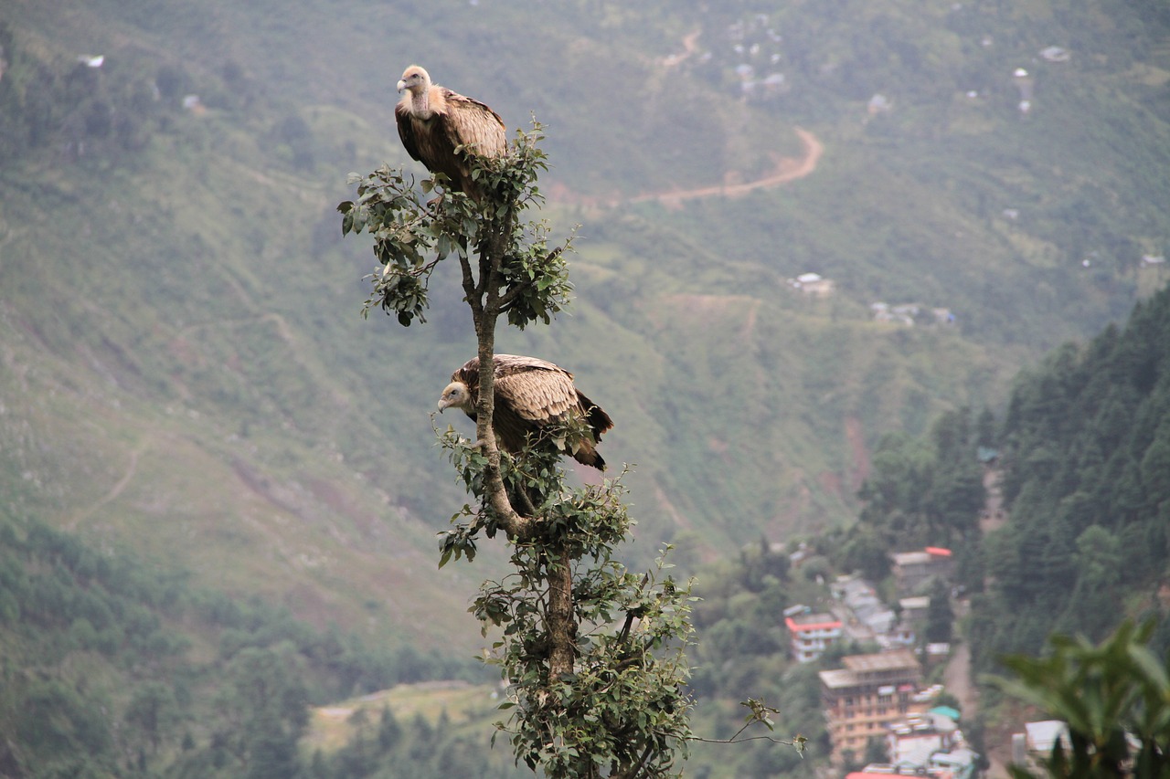 Image - vultures birds of prey wildlife