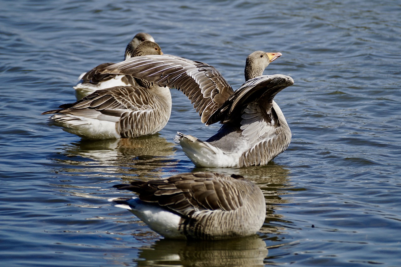 Image - geese grey geese wild geese