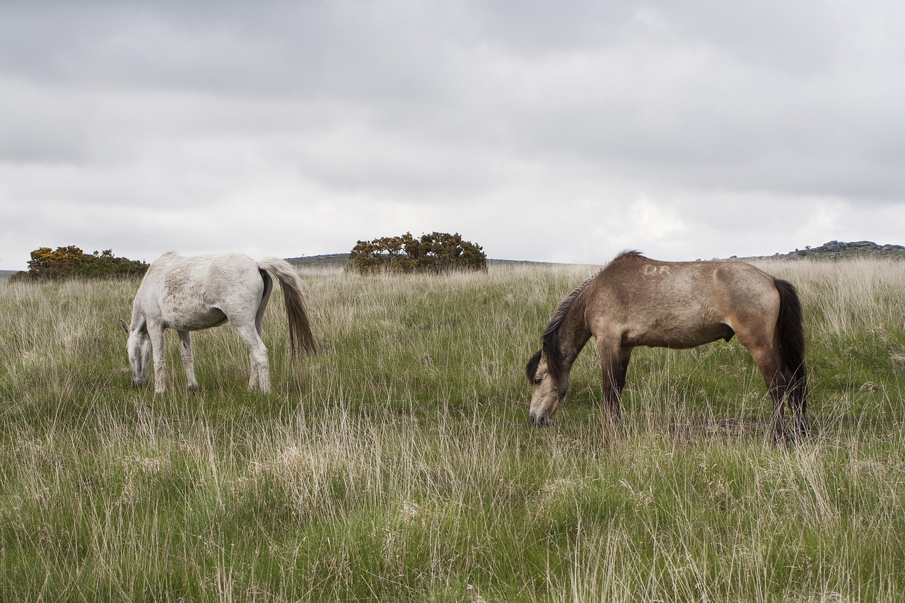 Image - dartmoor pony horse devon wild