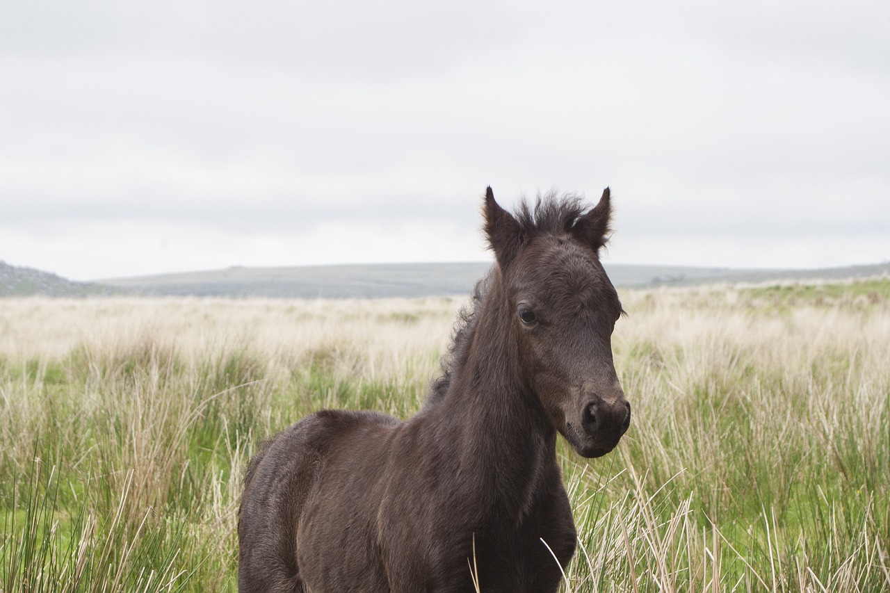 Image - dartmoor pony horse devon wild