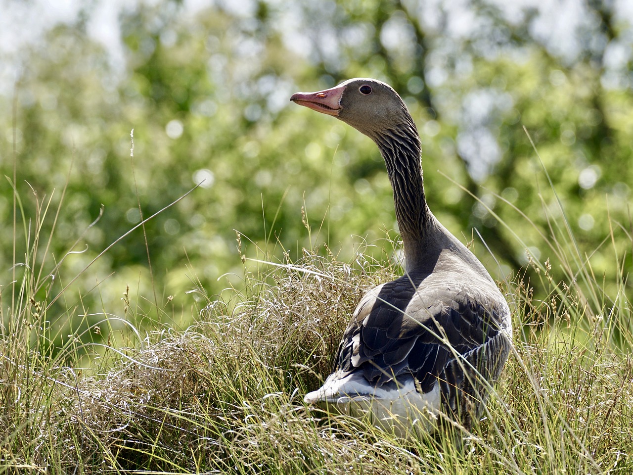 Image - goose greylag goose wild goose