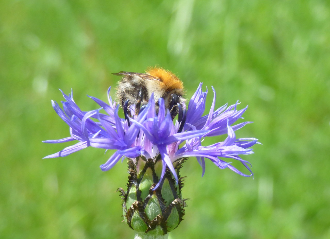 Image - bee insect raindrop nature