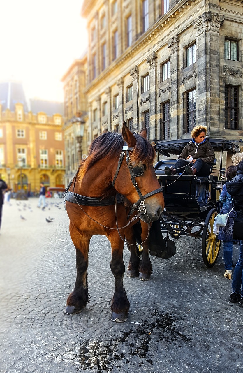 Image - amsterdam horse carriage taxi