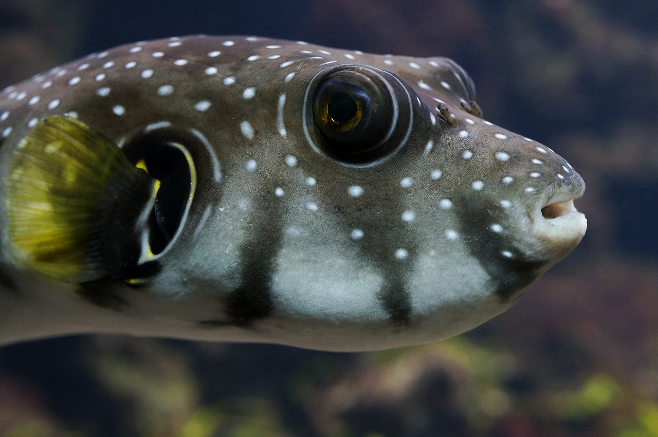 Image - puffer fish sea underwater world