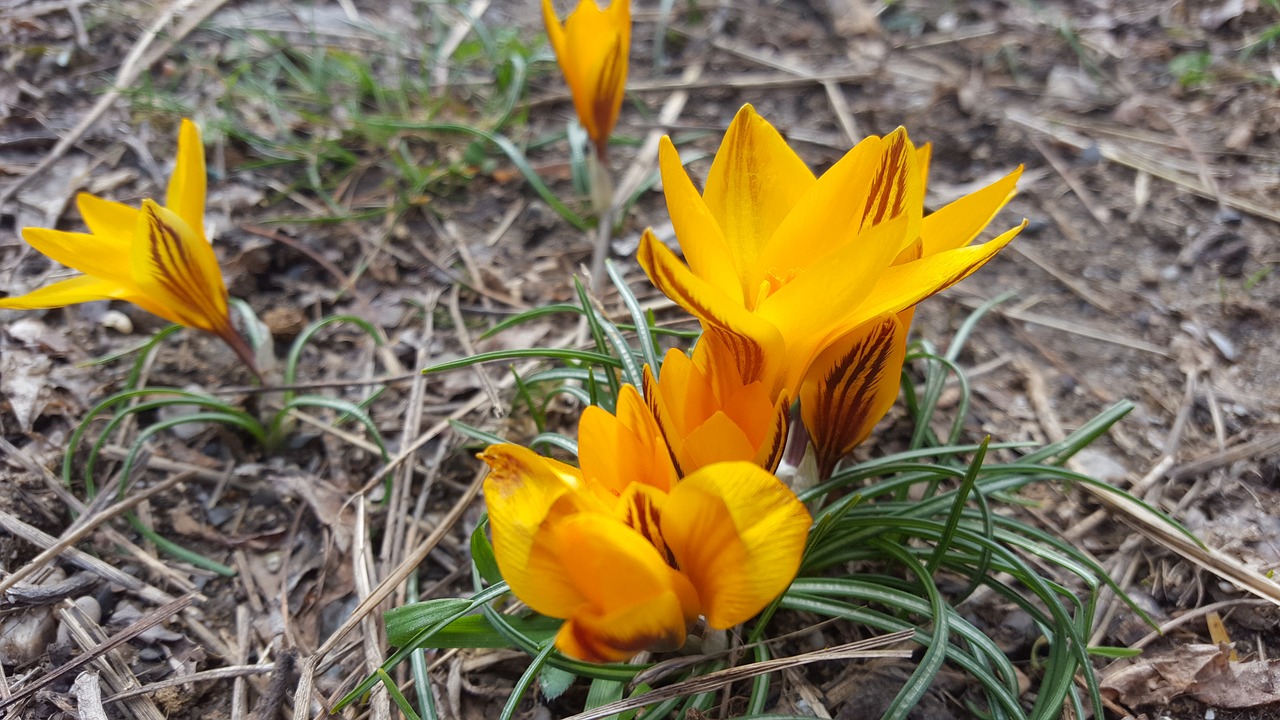 Image - flowers the first flowers orange