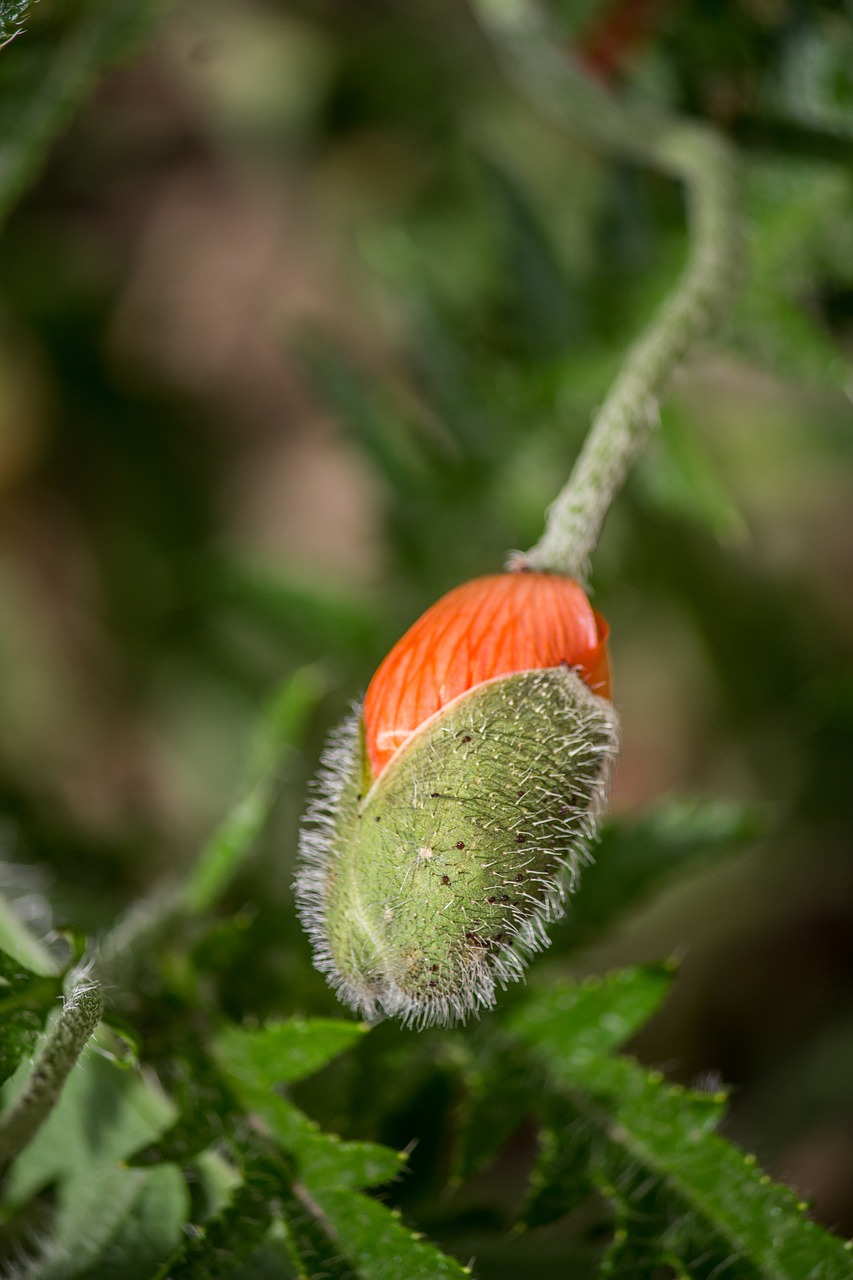 Image - mack bud flowers nature poppy bud