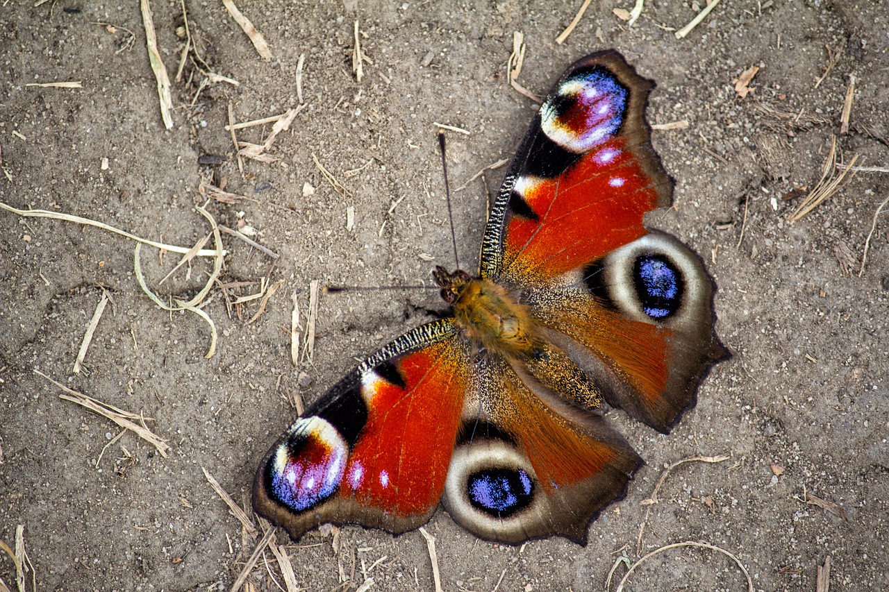 Image - butterfly road nature