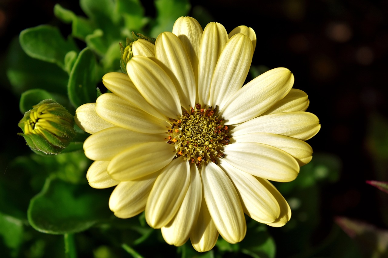 Image - flower summer pale yellow nature