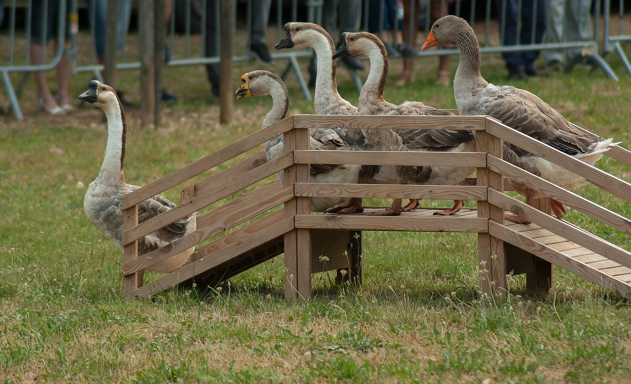 Image - geese poultry backyard farm