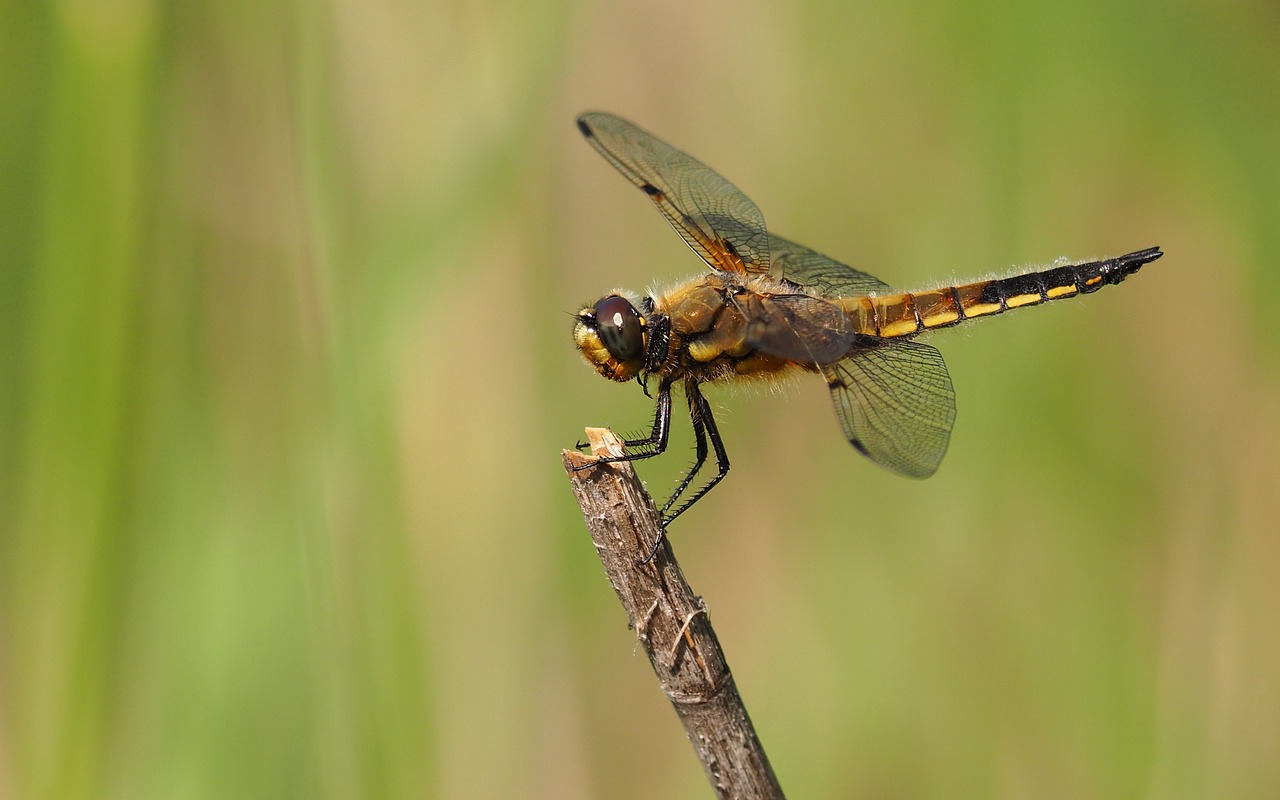 Image - nature dragonfly macro insects