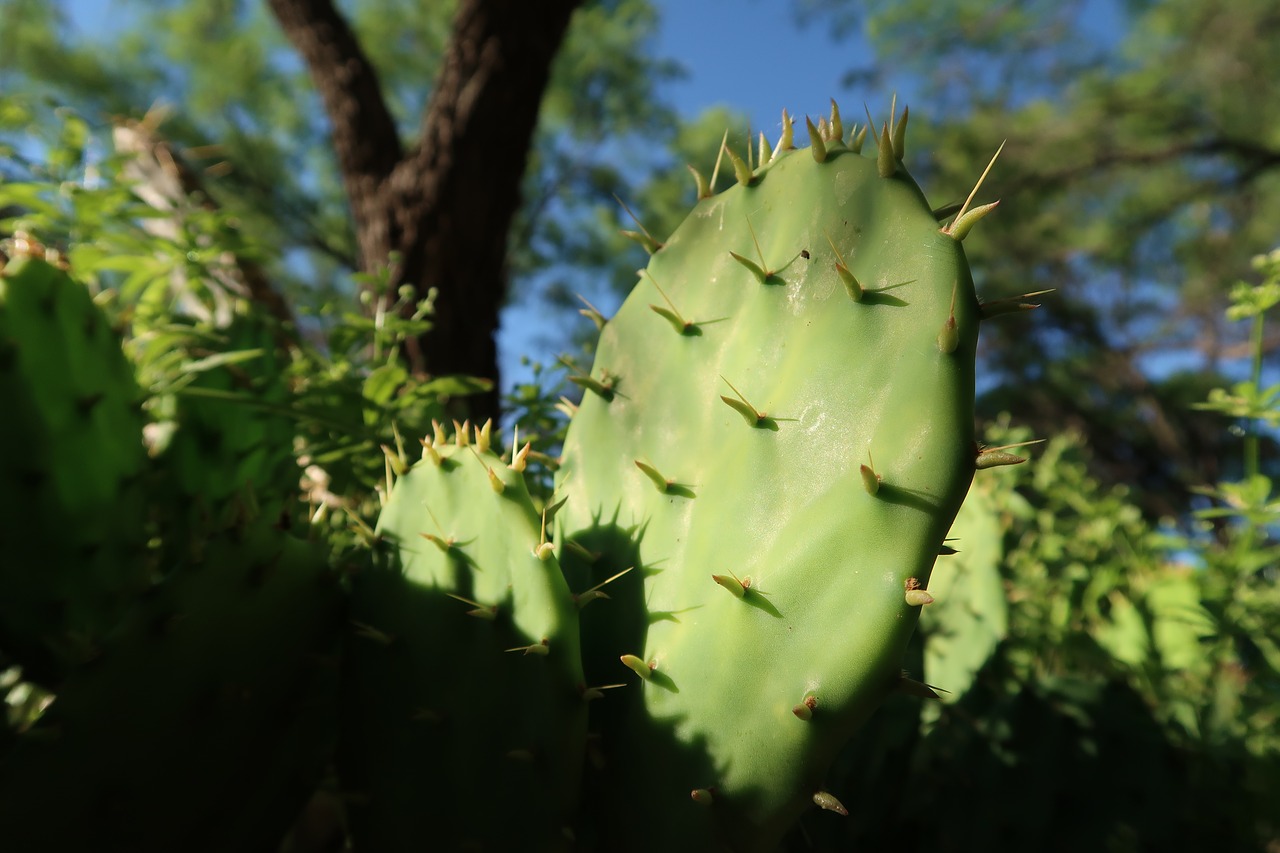 Image - cactus explore outside