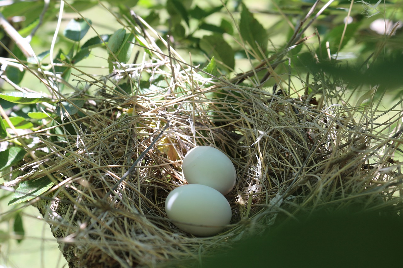 Image - bird eggs spring life nature