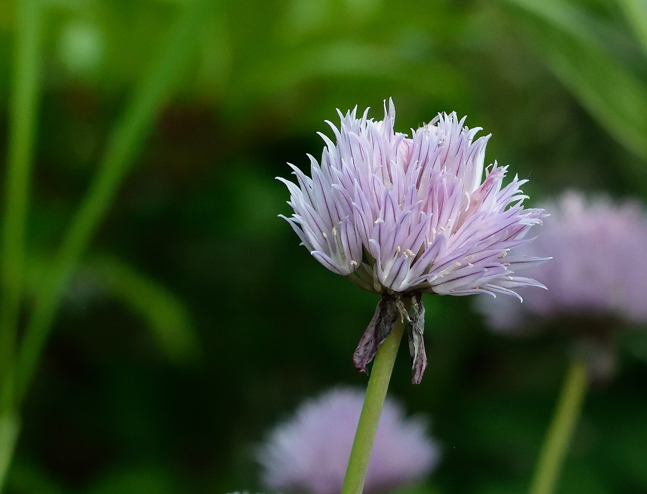 Image - chives blossom bloom purple close