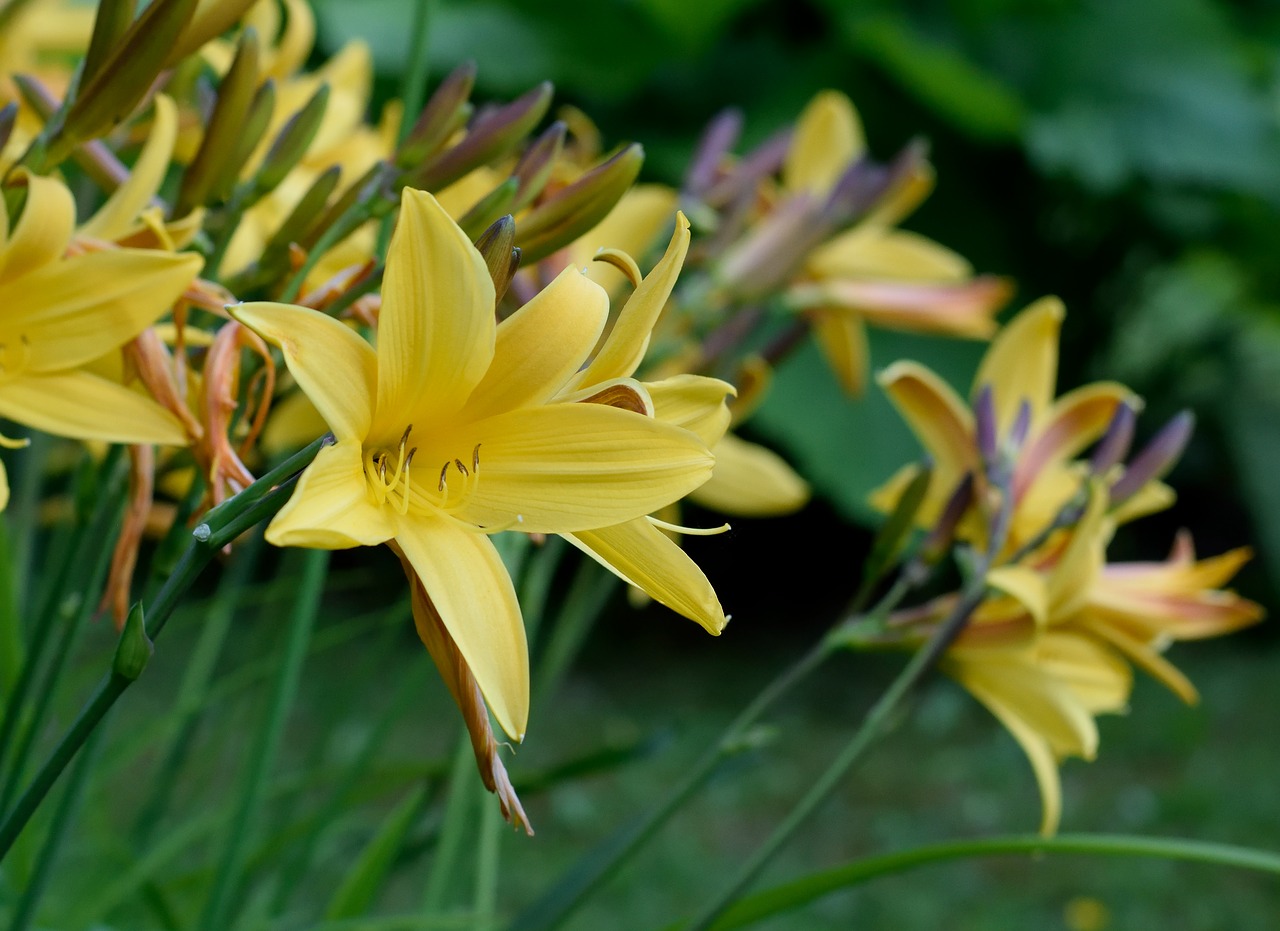 Image - lily daylily iris yellow garden