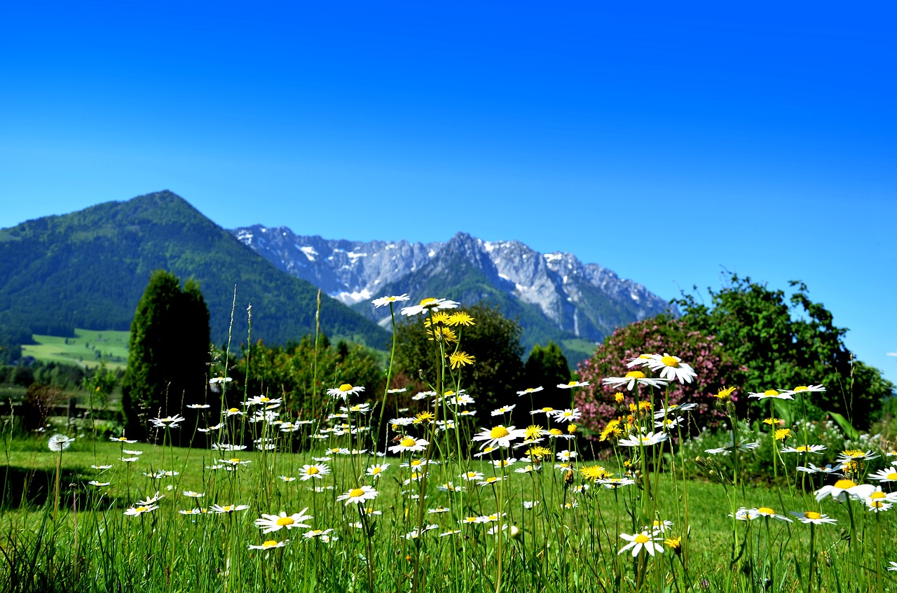 Image - flower meadow daisies wildflowers