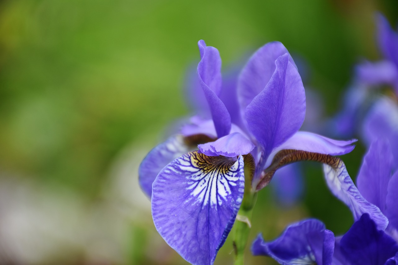 Image - iris flower flora blue blossom