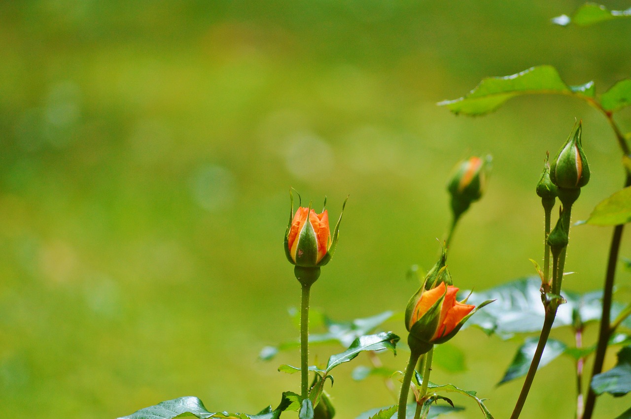 Image - roses flowers bud orange