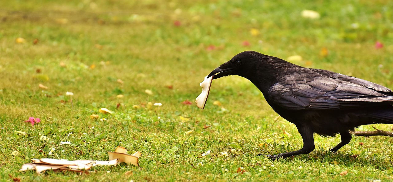 Image - common raven raven food eat