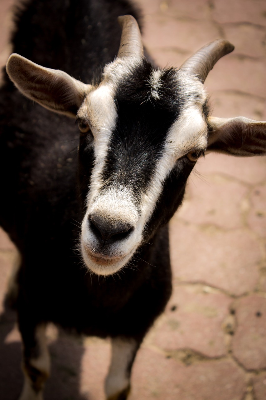 Image - goat zoo fallow deer nature animal