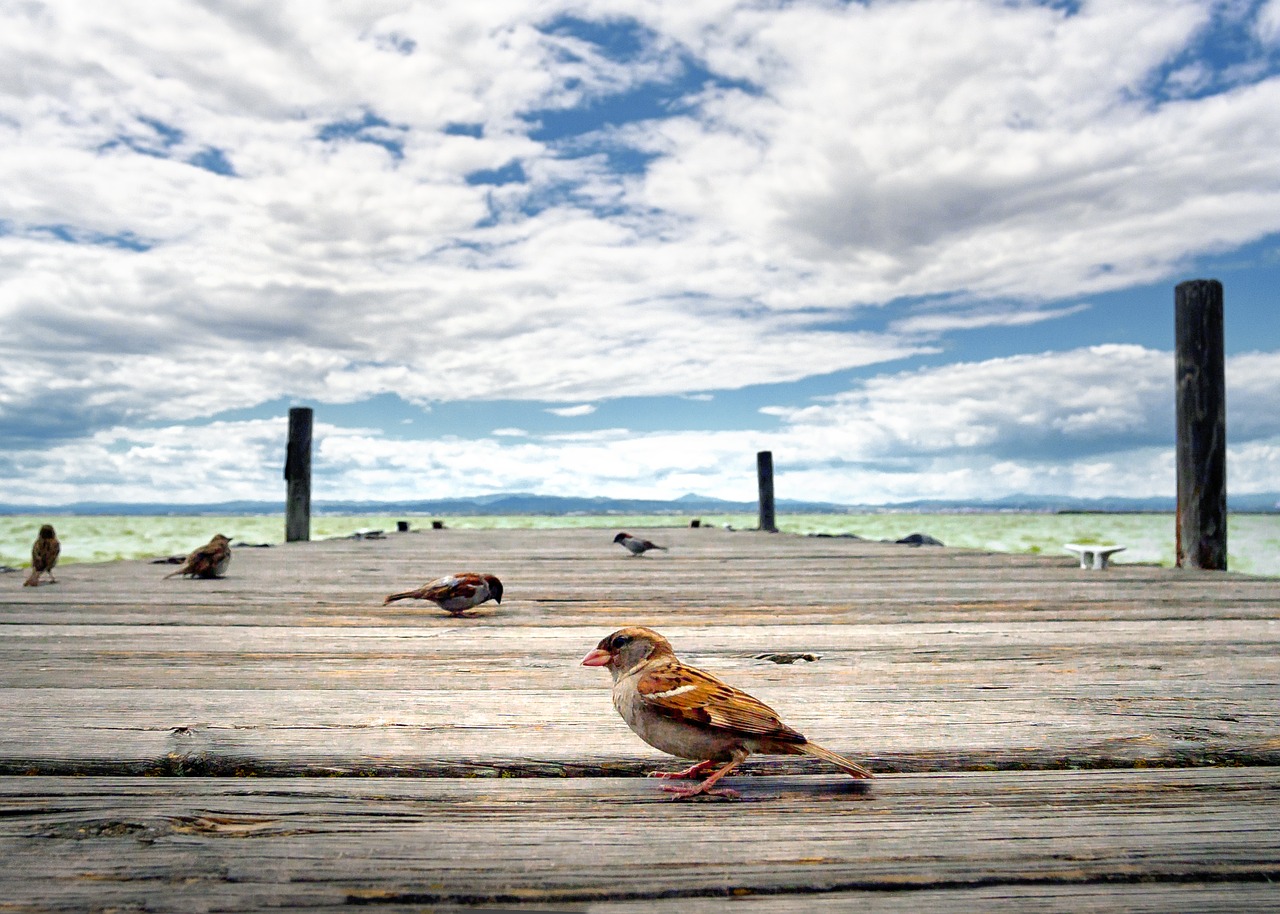 Image - bird albufera jetty heaven