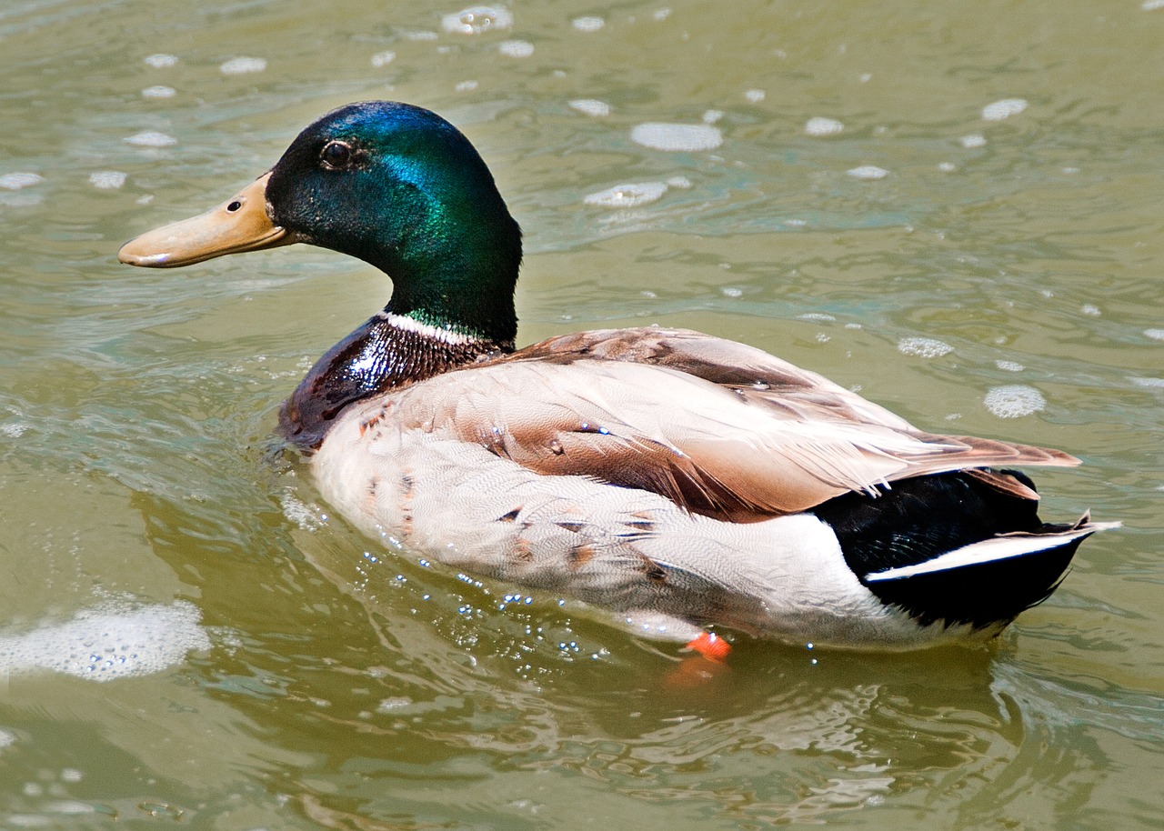 Image - duck albufera lake collvert nature