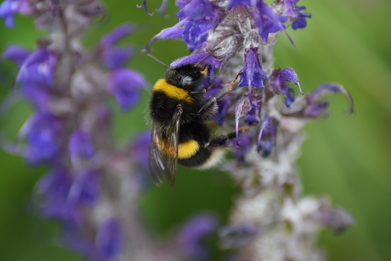 Image - bumble bee bombus bee insect