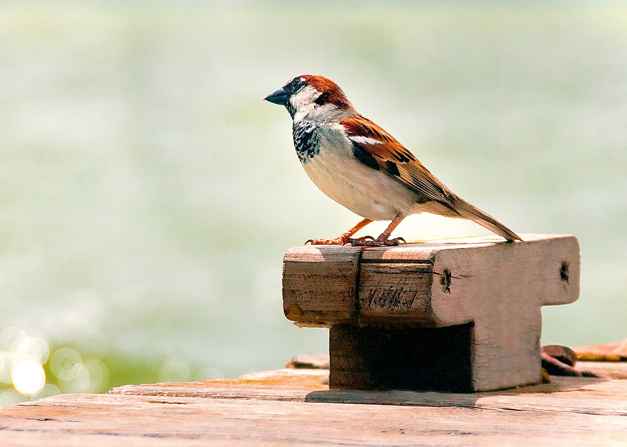 Image - bird nature albufera valencia