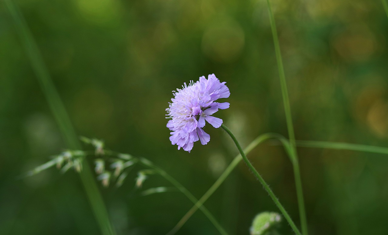 Image - flower blue lonely single green